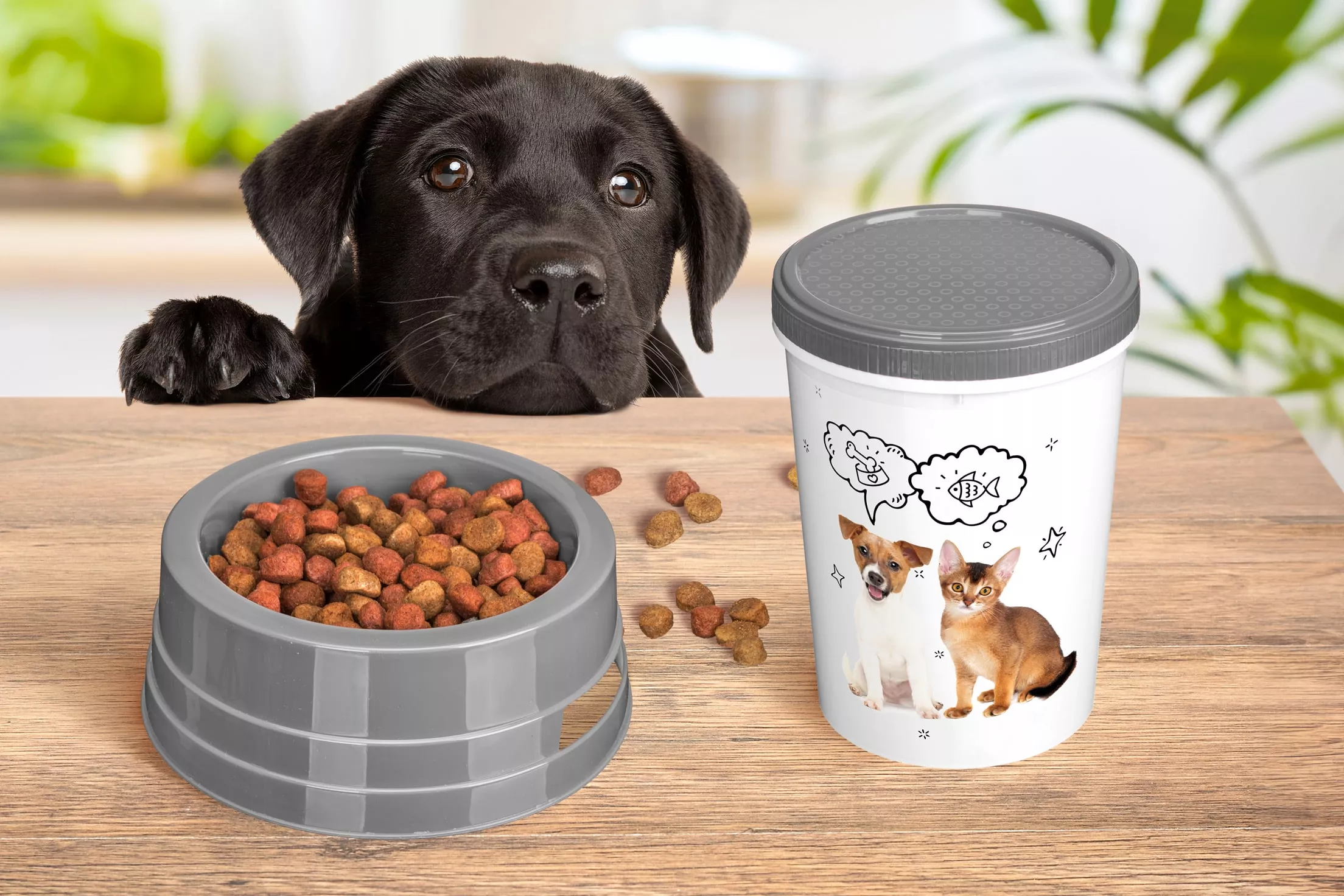 Unleashing Joy: Simple Ways to Make Your Pet's Day Brighter