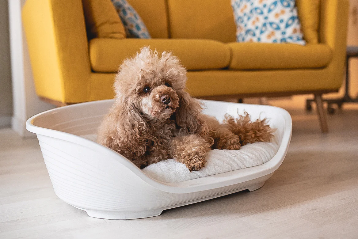 Happy Tails & Playful Paws: Enhancing Pet Life with Thoughtful Touches